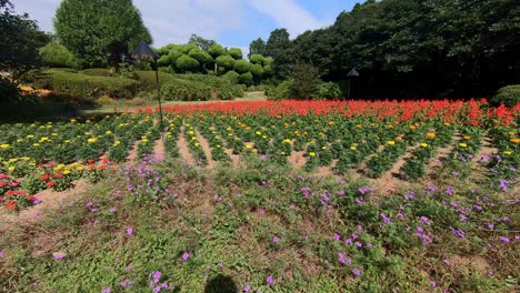 Wide-angle-pan-of-flower-field-in-Nokonoshima-Island,-Fukuoka,-Japan-on-sunny-day