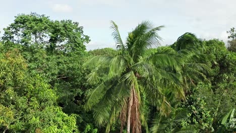 Tropische-Kokospalmen,-Die-Sich-In-4k-Im-Wind-Wiegen
