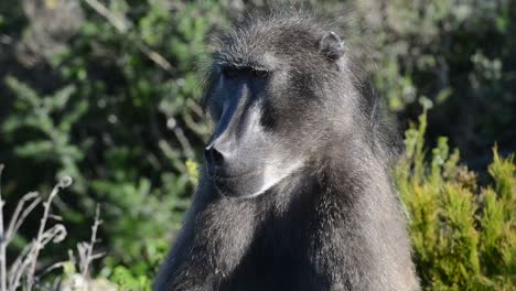 Close-up-of-a-male-baboon-keeping-watch-over-the-troop