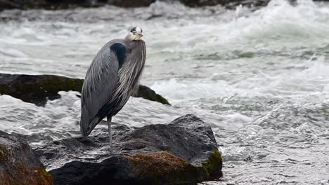 Slow-Motion-of-Great-Blue-Heron-on-a-rock-in-the-Deschutes-River,-Oregon-and-turns-head