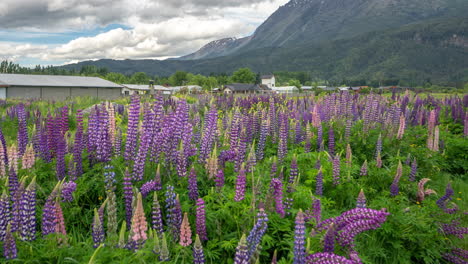 Wild-Purple-Lupine-Flowers-in-Chilean-Landscape,-Timelapse