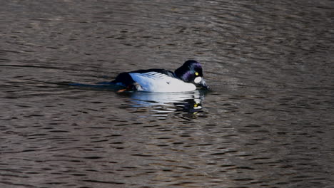 Common-goldeneye-duck-scratching-and-swimming-in-the-Deschutes-River,-Oregon