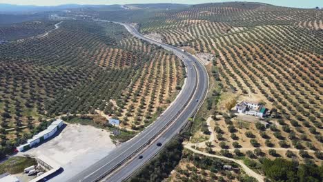 Aerial-tilt-down-shot-of-an-endless-highway-in-Spain-surrounded-by-olive-tree-fields