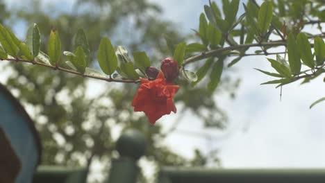 Granatapfelblüte-In-Einem-Granatapfelbaumzweig
