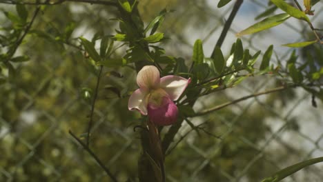 Rosa-Und-Weiße-Venezolanische-Orchidee-Mit-Grünem,-Unscharfem-Hintergrund