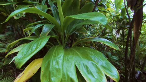 Tracking-shot-of-broad-leaf-tropical-plant-along-Kalalau-Trail-in-Kauai,-Hawaii