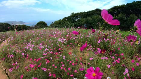 Purple-Cosmos-Flower-closeup-at-field-in-Nokonoshima-Island-Park,-Fukuoka,-Japan
