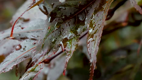Close-up-dolly-of-rain-falling-on-an-acer-palmatum-atropurpureum-trees,-also-known-as-purple-japanese-maple