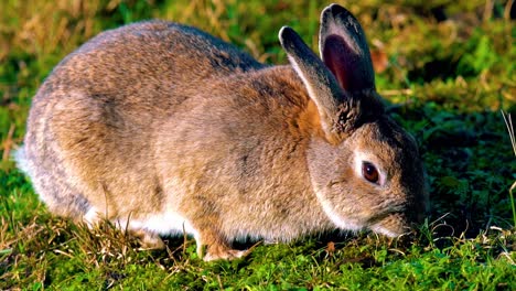 Brown-Rabbit-Eating-Grass-At-Texel-Wadden-Island,-Amsterdam