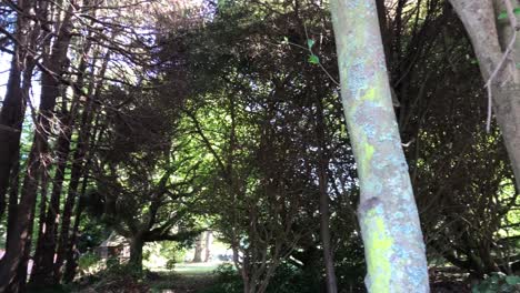 Grüne-Flechten-Wachsen-Tagsüber-Auf-Kahlen-Baumstämmen-Im-Wald-In-Auckland,-Neuseeland
