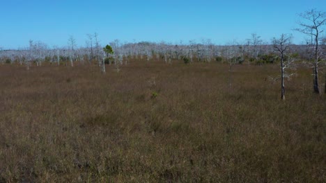 Drohnen-Luftaufnahmen-In-4k-Uhd-Des-Big-Pine-State-Park-In-Der-Nähe-Von-Everglades-City-In-Florida-Mit-Kahlen-Bäumen,-Die-In-Den-Endlosen-Sümpfen-Zwischen-Gras-Und-Unsichtbaren-Everglades-Flüssen-Mit-Blauem-Himmel-Stehen