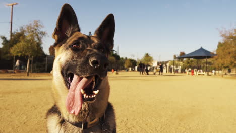 Obedient-german-shepherd-dog-waiting-for-instructions-at-Whittier-Dog-Park
