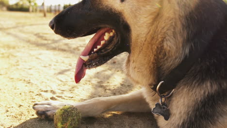 Thirsty-german-shepherd-dog-gasping-for-air-at-Whittier-Dog-Park