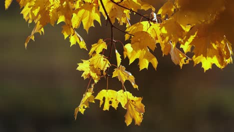 Golden-maple-leafs-in-light-breeze