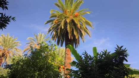 Revealing-giant-palm-tree-at-botanical-garden