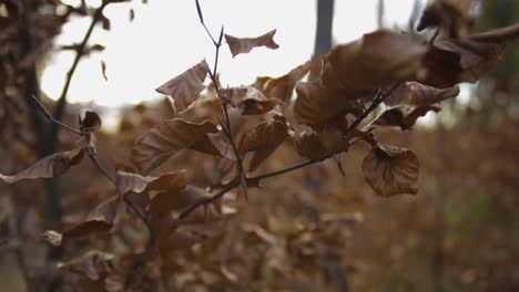 Dry-Leaves-On-The-Stem-Blown-By-The-Wind-In-The-Forest-In-Jelenia-Gora,-Poland---close-up