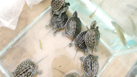 Kleine-Babyschildkröten-In-Einem-Aquarium---Halbtotale