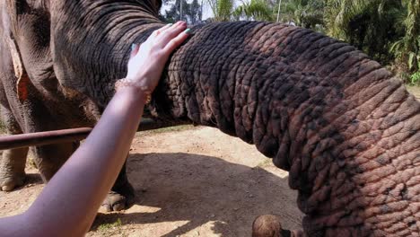 Elefante-Interactuando-Con-Turistas-En-El-Parque-Nacional-Khao-Sok-En-Tailandia---Cerrar