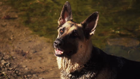 German-shepherd-dog-waiting-to-fetch-stick-at-crystal-lake-in-slow-motion