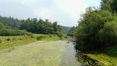 Beautiful-river-by-a-meadow-in-the-national-wildlife-park-of-Rakov-Skocjan-in-Cerknica,-Slovenia