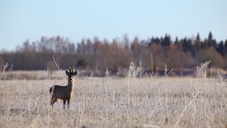 Angry-roe-deer-in-mating-season-in-frosty-dry-grass-field