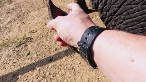 Die-Hand-Eines-Mannes-Kitzelt-Die-Spitze-Des-Elefantenrüssels-Im-Khao-Sok-Nationalpark-In-Surat-Thani,-Thailand---Nahaufnahmeaufnahme