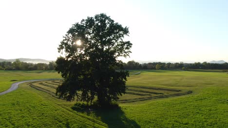 Parallax-shot-of-a-lonely-gigantic-oak-tree-in-the-middle-of-a-meadow