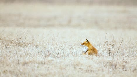 Fuchs-Sucht-In-Trockengrassavannen-Bei-Sehr-Hohen-Temperaturen-Nach-Nahrung