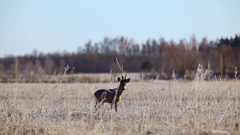Angry-roe-deer-in-mating-season-in-frosty-dry-grass-field