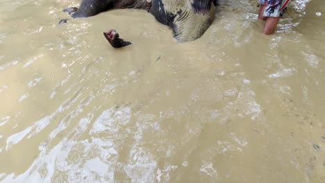 Die-Hand-Eines-Mannes-Holt-Eine-Handvoll-Schlamm-Aus-Dem-Eimer-Und-Legt-Ihn-Auf-Den-Körper-Des-Elefanten-Im-Nationalpark-Khao-Sok-In-Thailand---Nahaufnahme