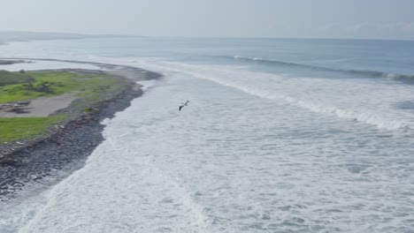 Beautiful-American-white-pelican-flying-off-Mexican-Pacific-coast,-aerial-view