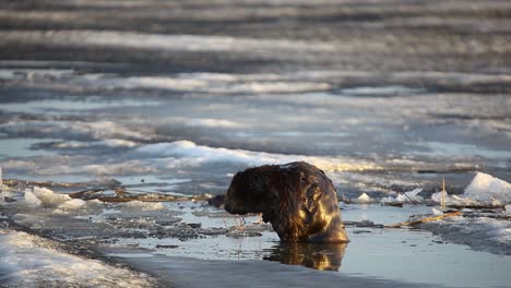 Eurasian-beaver-sitting-on-ice-and-cleaning-himself