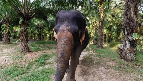 A-big-elephant-passing-by-in-the-middle-of-the-forest-In-Khao-Sok,-Thailand---Close-up-shot-in-slow-motion