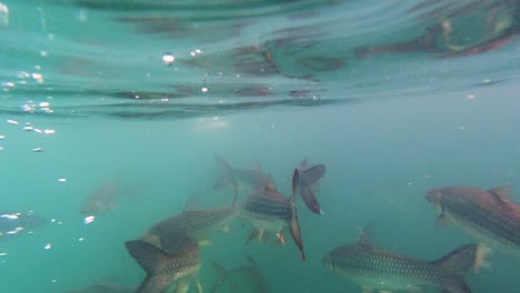 Schöne-Karpfenfische,-Die-Unter-Den-Blauen-Wellen-Füttern---Unterwasseraufnahme