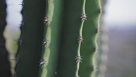 Hermoso-Primer-Plano-Macro-De-La-Columna-Vertebral-De-Cactus-Y-Espinas-En-Un-Ambiente-Tropical