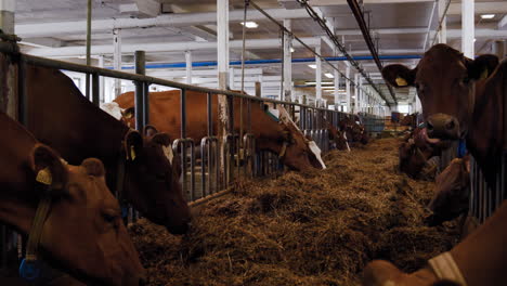 Wide-shot-of-brown-dairy-milk-cows-eating-vegan-delicious-grass-hay-inside-indoors-at-a-Swedish-local-milking-production-farm-and-curiously-looking-at-the-camera