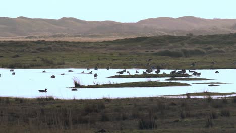 Ducks,-Geese-and-Seagull-Birds-sitting-in-Pond-in-hilly-dunes-and-Grassland-Landscape