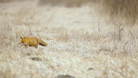 Fox-is-looking-for-food-in-dry-grass-savanna-very-high-temperature