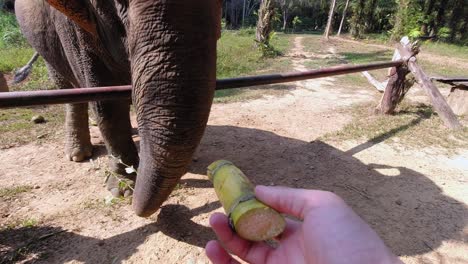 Feeding-a-Thai-elephant-with-a-piece-of-bamboo-in-Khao-Sok-National-Park,-Thailand---slowmo