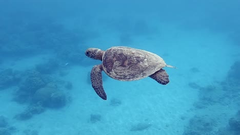 Juvenile-green-sea-turtle-slowly-swimming-through-a-soothing-bright-blue-sea-in-Chichijima,-Japan