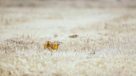 Fox-is-looking-for-food-in-dry-grass-savanna-very-high-temperature
