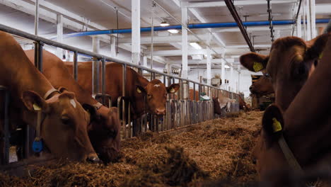 Inside-a-Swedish-milk-dairy-cow-farm-with-brown-female-cows-standing-and-eating-lots-of-delicious-and-yummy-hay-grass-and-having-a-good-time-on-a-winters-day