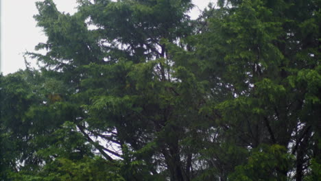 The-Storm-Hits-Strongly-To-The-Green-Trees-In-The-Forest-During-Rainy-Day---Close-Up-Shot