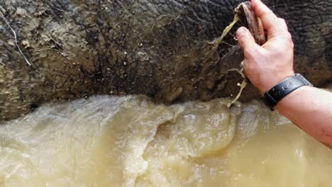 Nahaufnahme-Der-Hand-Eines-Mannes,-Der-Den-Körper-Eines-Elefanten-Mit-Einer-Kleinen-Bürste-Im-Schlammwasser-Im-Nationalpark-Khao-Sok,-Thailand,-Schrubbt---Nahaufnahme