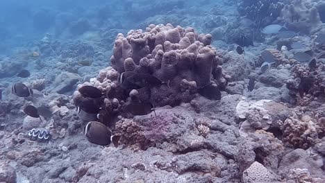 Shoal-of-colourful-fish-swimming-close-to-the-sea-bed-around-coral-reef