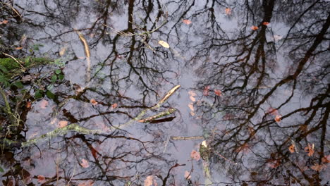 Reflections-in-a-small-woodland-pool-of-trees-during-autumn-and-winter,-Worcestershire,-UK