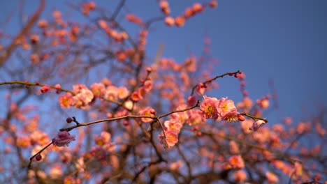 Schöne-Sakura-Blüten-Unter-Einem-Strahlend-Blauen-Himmel---Nahaufnahme