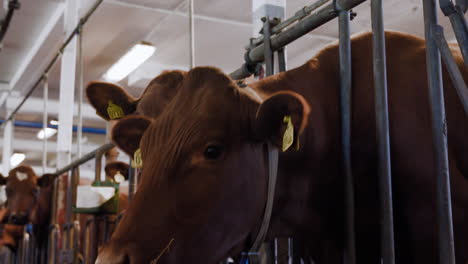 Cute-curious-brown-milk-dairy-cows-are-interrupted-eating-delicious-and-nutritious-hay-by-the-camera-looking-at-them-and-they-try-to-sniff-and-investigate-if-it's-food-at-a-local-agro-culture-farm