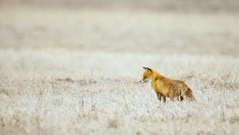 Fuchs-Sucht-In-Trockengrassavannen-Bei-Sehr-Hohen-Temperaturen-Nach-Nahrung