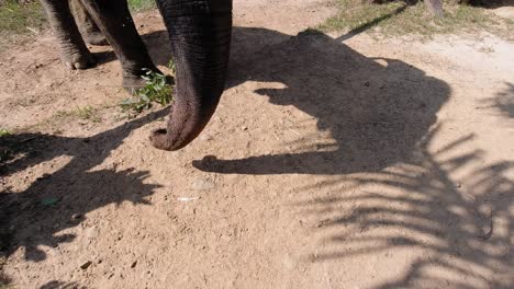 A-beautiful-young-Thai-elephant-holding-it's-food-with-it's-trunk---close-up